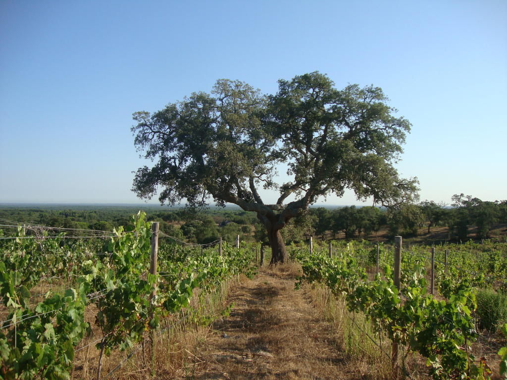 A Serenada Enoturismo Grândola Exteriér fotografie